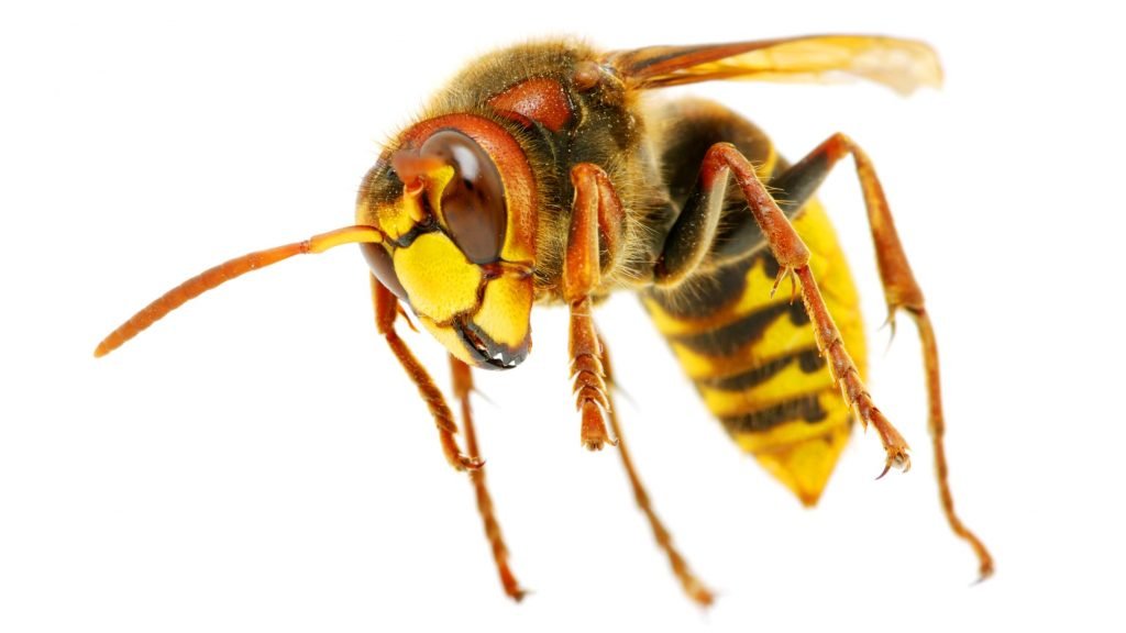 Gigantisk hvepse-invasion på vej: Sådan undgår at blive stukket