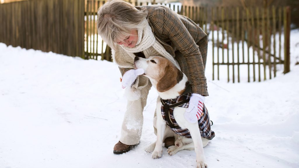 Menneskets bedste ven: Sådan passer du hundens poter i vintervejret
