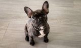 fransk bulldog smuglet
