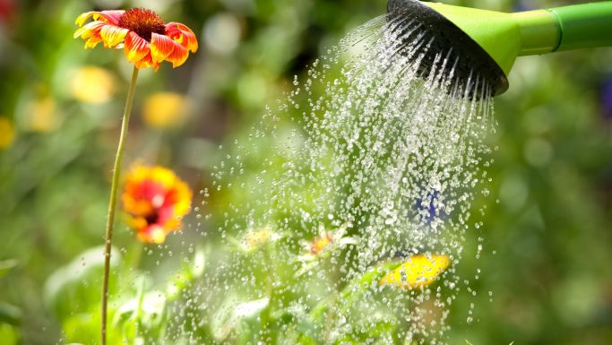 Vande blomster i haven i varmen