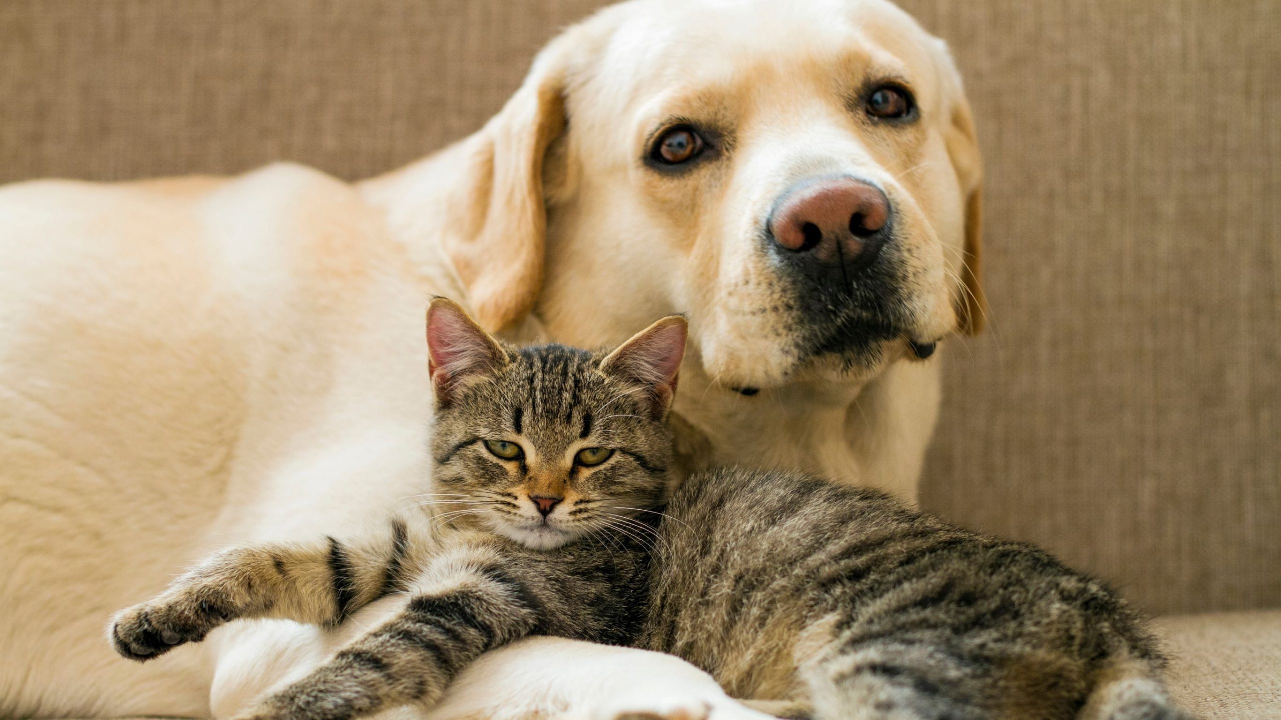 deres renere godt Hund eller kat: Hvem er menneskets bedste ven?
