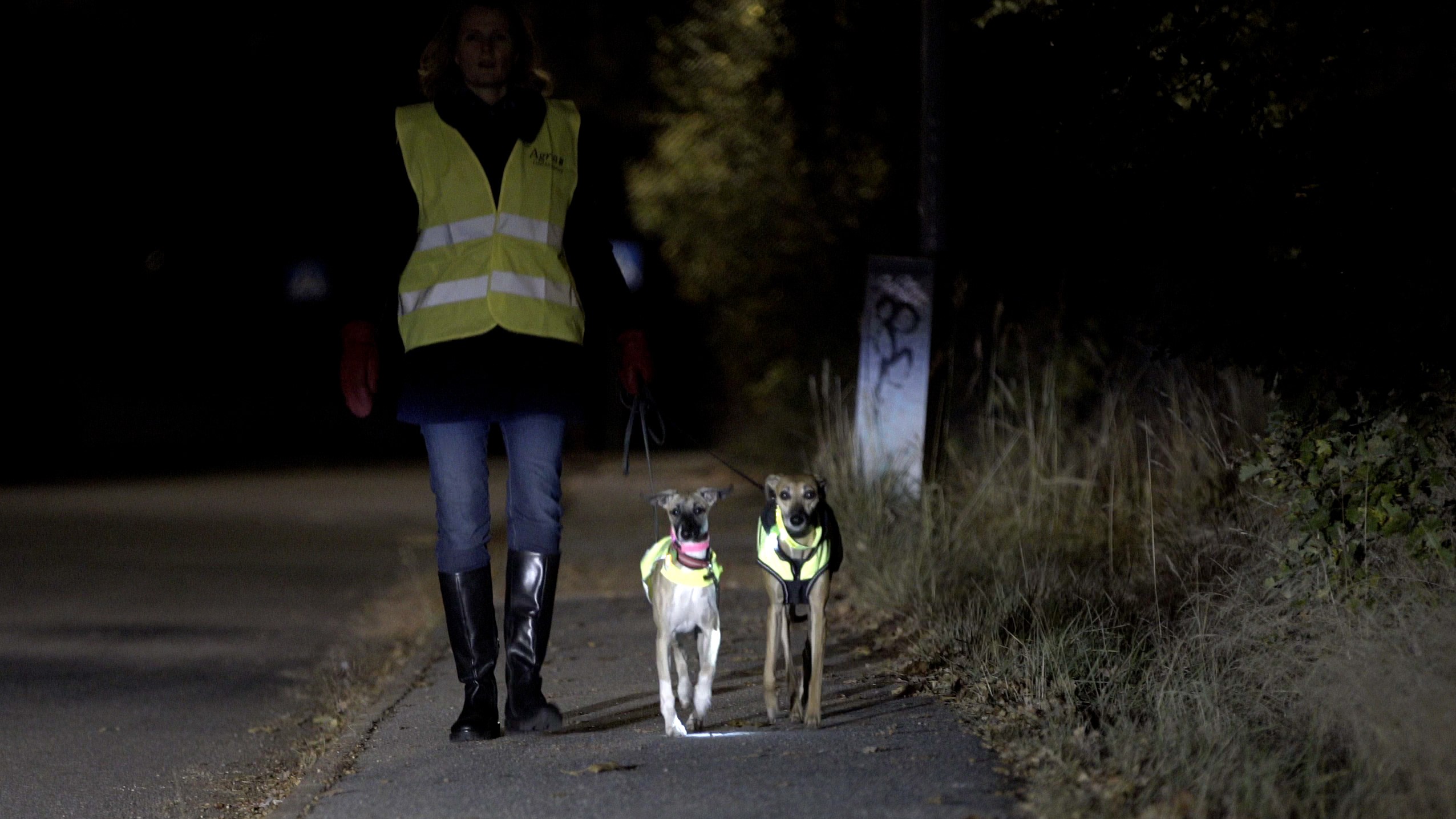 Pas hund i mørket: Husk