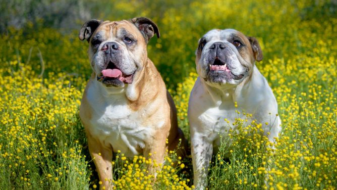Foråret kan være farligt for din hund: Pas på blomsterløg og hugorme