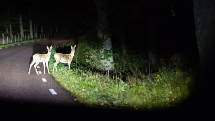 To hjorte står på en mørk landevej om natten, oplyst af billygter, med træer og græs langs vejene i det stille 2025-landskab.