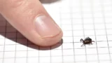 Et nærbillede af en menneskefinger ved siden af en lille tæge på millimeterpapir, som fremhæver tægens størrelse - en vigtig detalje under dansk flåtsæson.
