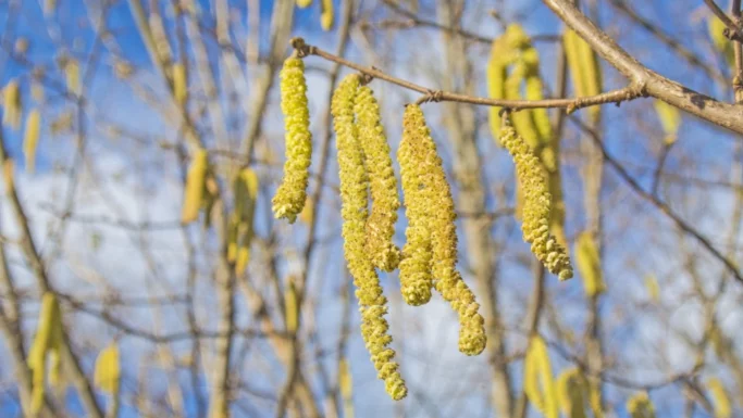 Gule kattekillinger hænger fra grenene på et træ mod en sløret blå himmel med spinkle hvide skyer. Scenen leder tankerne hen på det tidlige forår, hvor pollen fylder luften, og nogle måske begynder at bemærke symptomer på allergi.
