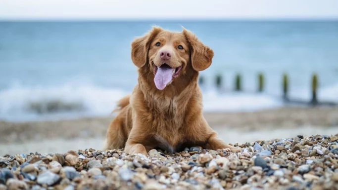 En glad brun hund med tungen ude ligger på en stenet strand med havet, brandmænd og træpæle i baggrunden.